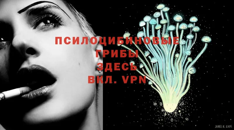 Галлюциногенные грибы Psilocybe  darknet Telegram  Руза 